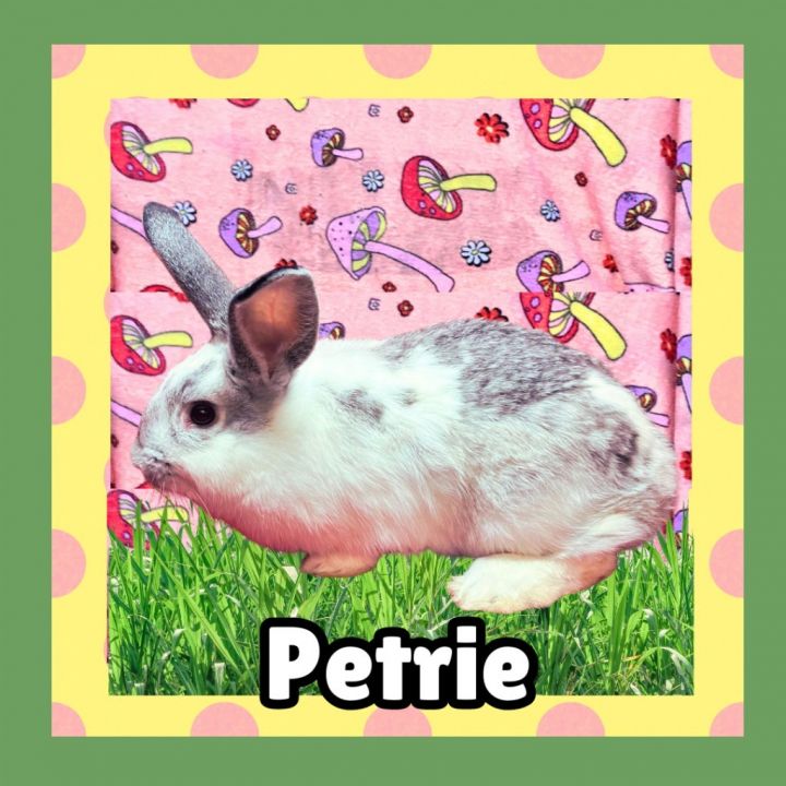 Petrie 3