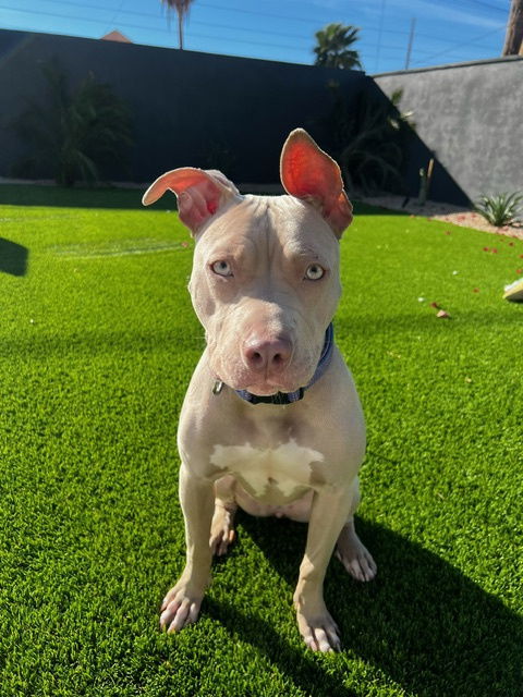 ANASTASIA, an adoptable Staffordshire Bull Terrier, Weimaraner in Chandler, AZ, 85249 | Photo Image 1