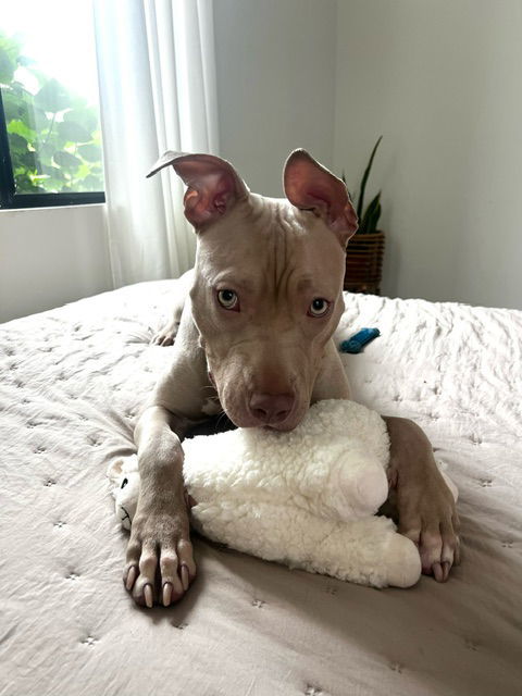 ANASTASIA, an adoptable Staffordshire Bull Terrier, Weimaraner in Chandler, AZ, 85249 | Photo Image 2