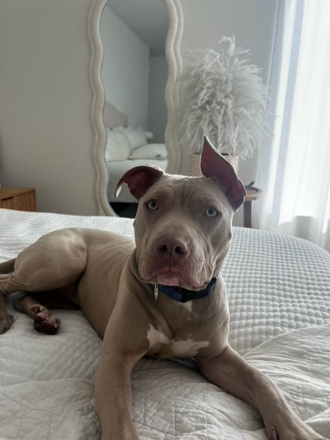 ANASTASIA, an adoptable Staffordshire Bull Terrier, Weimaraner in Chandler, AZ, 85249 | Photo Image 3