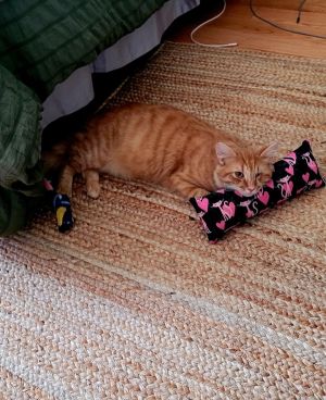 The Foster Writes Introducing Nelly the lively one-eyed orange fur-ball whos always up for a good
