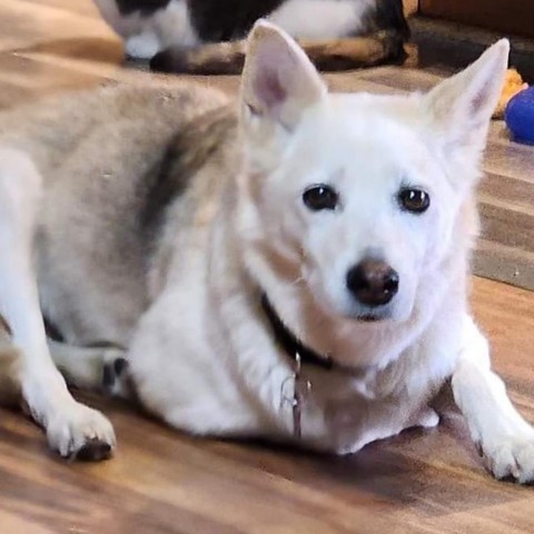 Whitey - Adoption Pending, an adoptable Mixed Breed in Bismarck, ND, 58507 | Photo Image 1