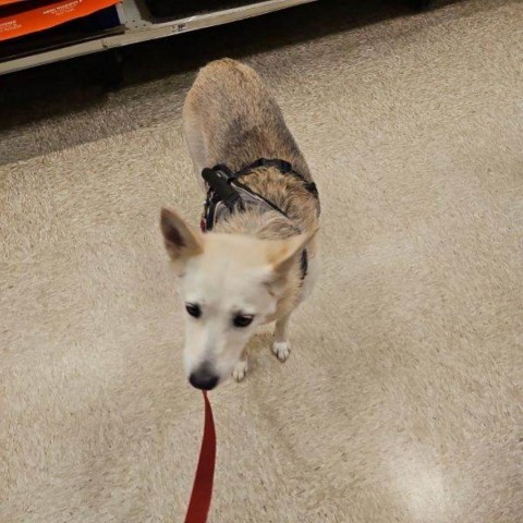 Whitey - Adoption Pending, an adoptable Mixed Breed in Bismarck, ND, 58507 | Photo Image 2