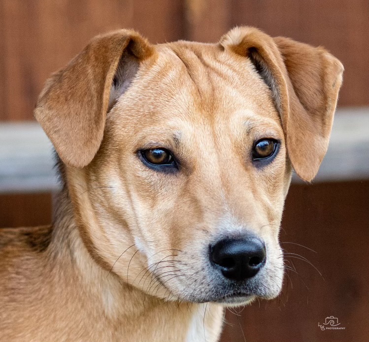 Dog for adoption - Madi, a Yellow Labrador Retriever in Bristol, TN ...