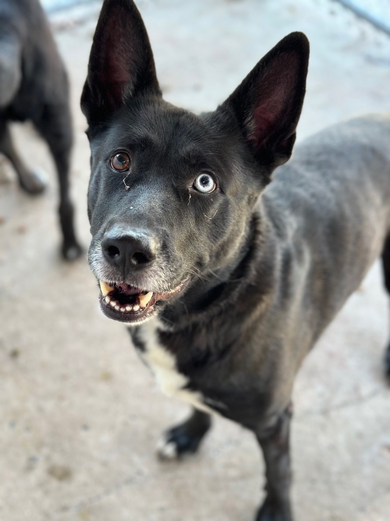 Rookie, an adoptable German Shepherd Dog, Husky in Peru, NY, 12972 | Photo Image 1