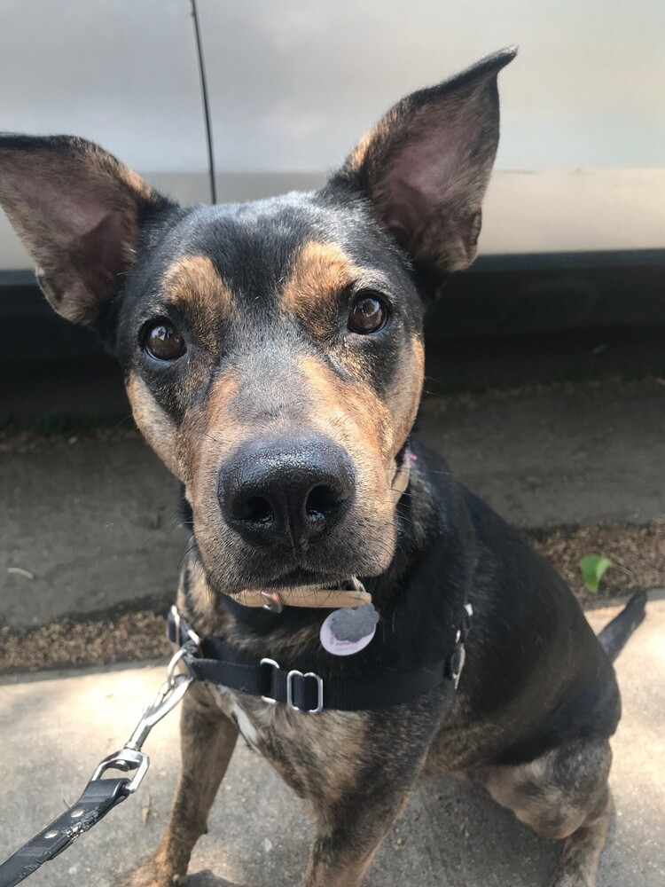 Mama Karen (SPAYED), an adoptable Plott Hound, Rottweiler in Lakewood, CO, 80227 | Photo Image 1