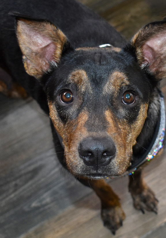 Mama Karen (SPAYED), an adoptable Plott Hound, Rottweiler in Lakewood, CO, 80227 | Photo Image 3