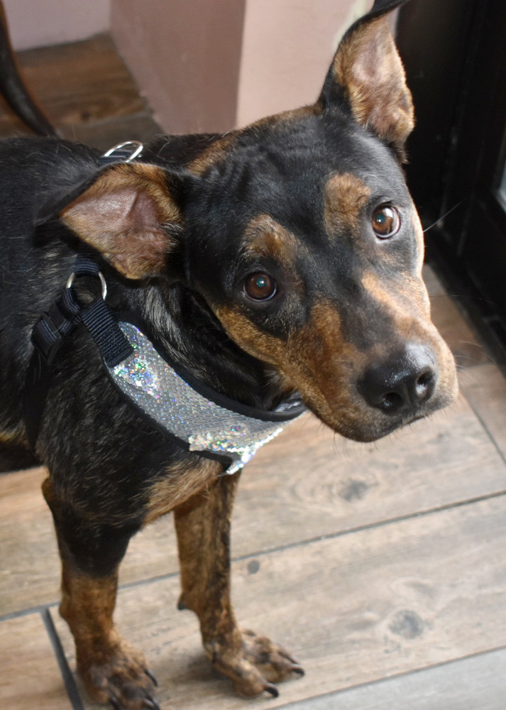 Mama Karen (SPAYED), an adoptable Plott Hound, Rottweiler in Lakewood, CO, 80227 | Photo Image 4