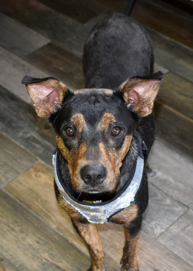 Mama Karen (SPAYED), an adoptable Plott Hound, Rottweiler in Lakewood, CO, 80227 | Photo Image 5