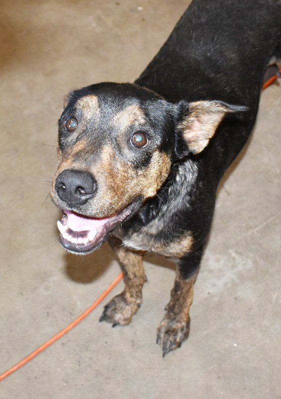 Mama Karen (SPAYED), an adoptable Plott Hound, Rottweiler in Lakewood, CO, 80227 | Photo Image 6