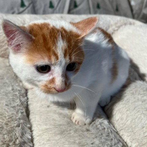 Magnolia, an adoptable Domestic Medium Hair in Lantana, TX, 76226 | Photo Image 2