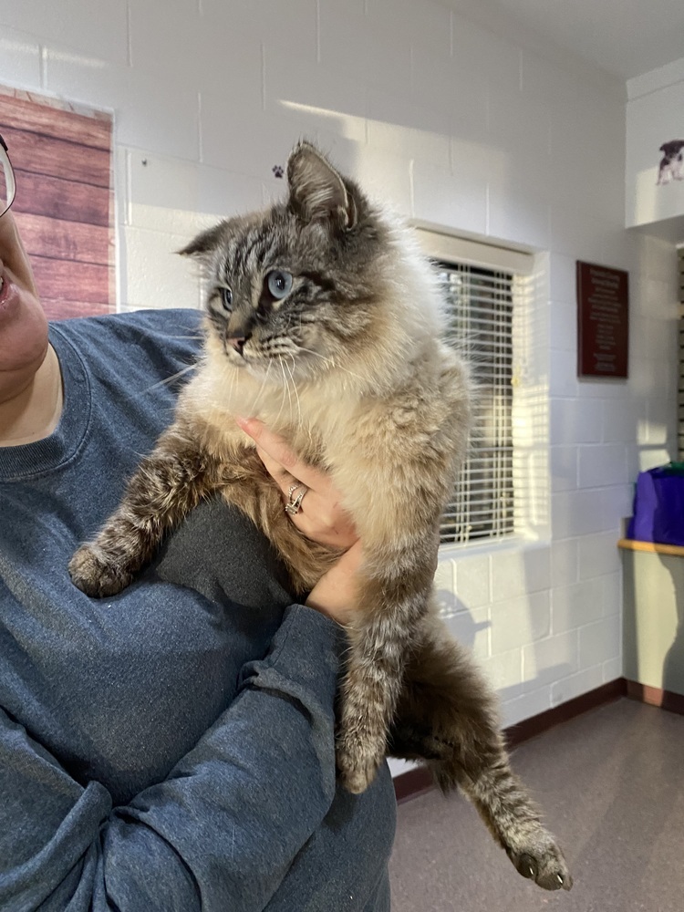 Marshmallow, an adoptable Domestic Long Hair, Himalayan in Youngsville, NC, 27596 | Photo Image 3