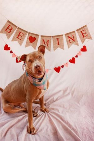 Meet Duke a 7-year-old terrier mix who has been waiting for his forever home for over a year and a