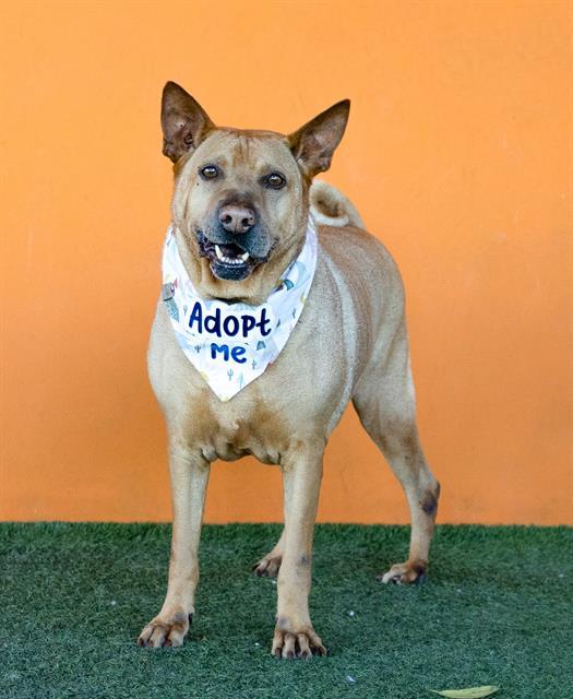 NINO, an adoptable Shar-Pei, Mixed Breed in Miami, FL, 33122 | Photo Image 1