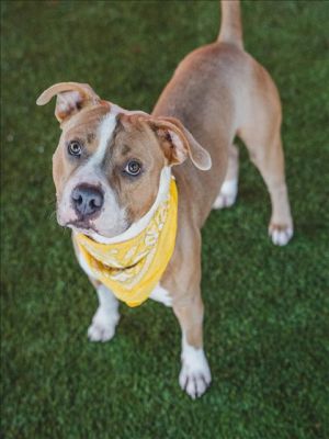 ZACK American Bulldog Dog