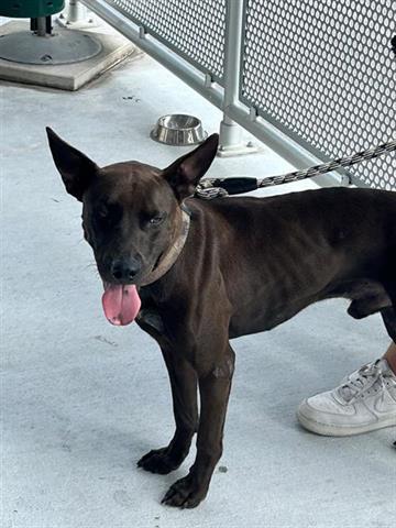 PHARAOH, an adoptable German Shepherd Dog, Labrador Retriever in Miami, FL, 33122 | Photo Image 1