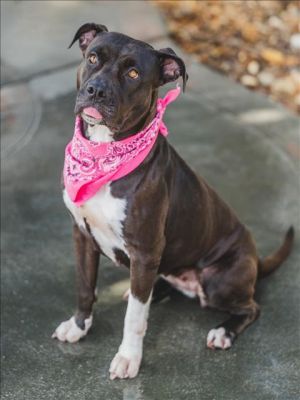 COCOSELLE American Bulldog Dog