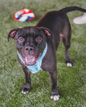 Logan participated in playgroups today and had a blast Hes a playful social guy with moderate to 
