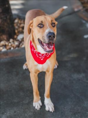 OTTO Labrador Retriever Dog