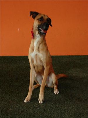 ASTRO Black Mouth Cur Dog