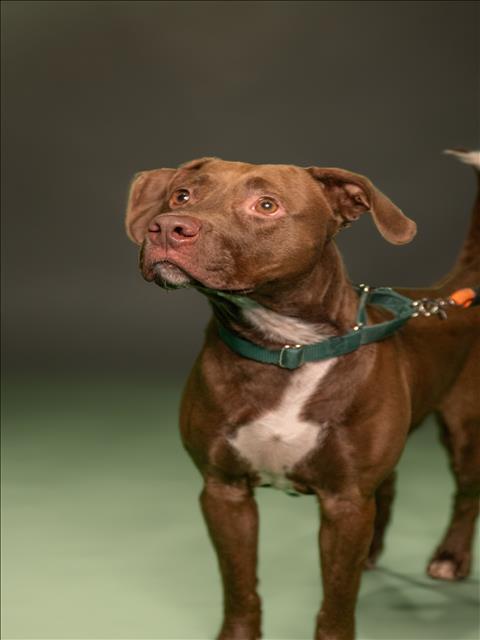 SWEETIE, an adoptable Labrador Retriever, Mixed Breed in Miami, FL, 33122 | Photo Image 1