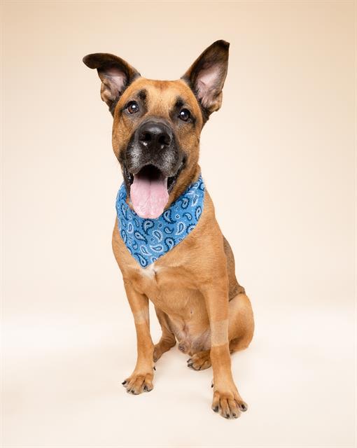 CODY, an adoptable German Shepherd Dog, Mixed Breed in Miami, FL, 33122 | Photo Image 1