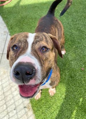 CAIRO American Bulldog Dog