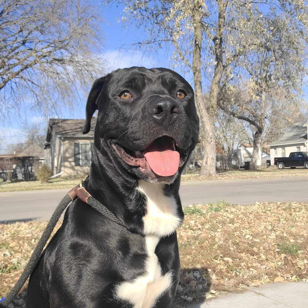 AC Robert Joe, an adoptable Labrador Retriever in Fremont, NE, 68025 | Photo Image 1