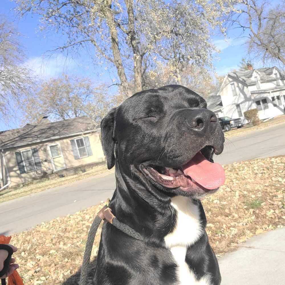 AC Robert Joe, an adoptable Labrador Retriever in Fremont, NE, 68025 | Photo Image 2