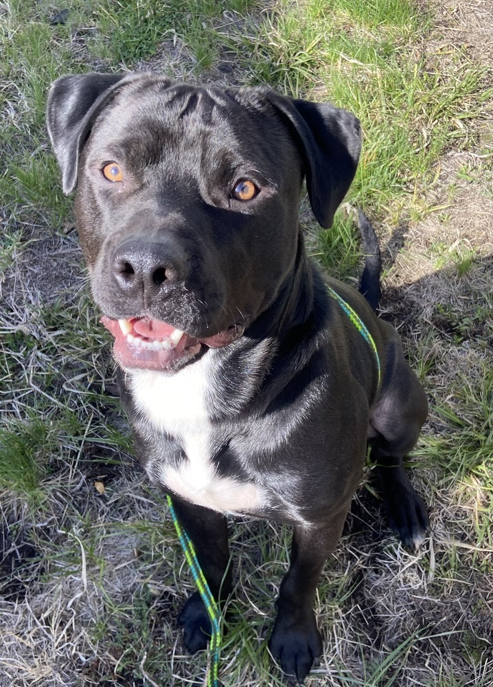 AC Robert Joe, an adoptable Labrador Retriever in Fremont, NE, 68025 | Photo Image 3