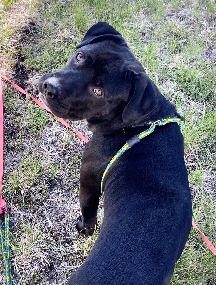 AC Robert Joe, an adoptable Labrador Retriever in Fremont, NE, 68025 | Photo Image 4