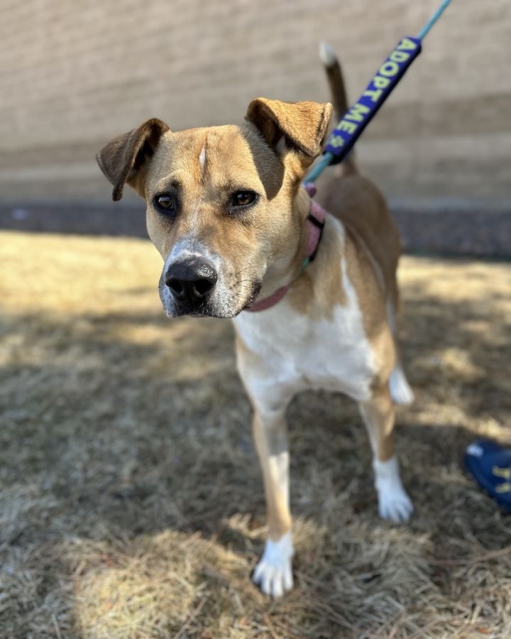 Dog for adoption - Jane, a Carolina Dog Mix in Sedalia, CO | Petfinder