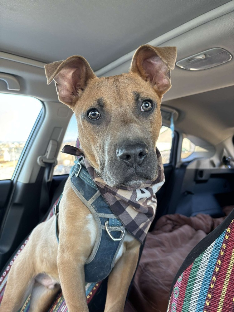 Titus, an adoptable Mixed Breed in Rapid City, SD, 57702 | Photo Image 2