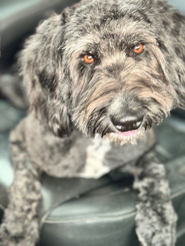 Aussiedoodle petfinder sale