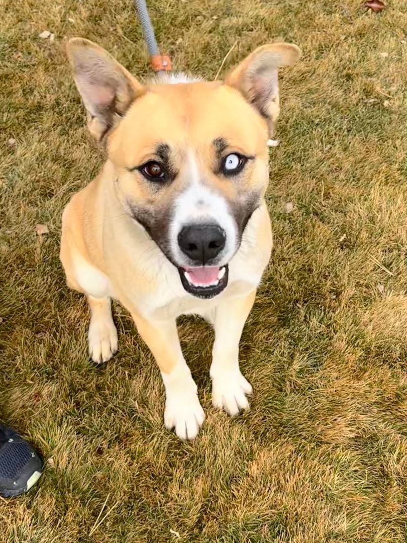 Dog for adoption - King, an Akita Mix in Gardnerville, NV | Petfinder