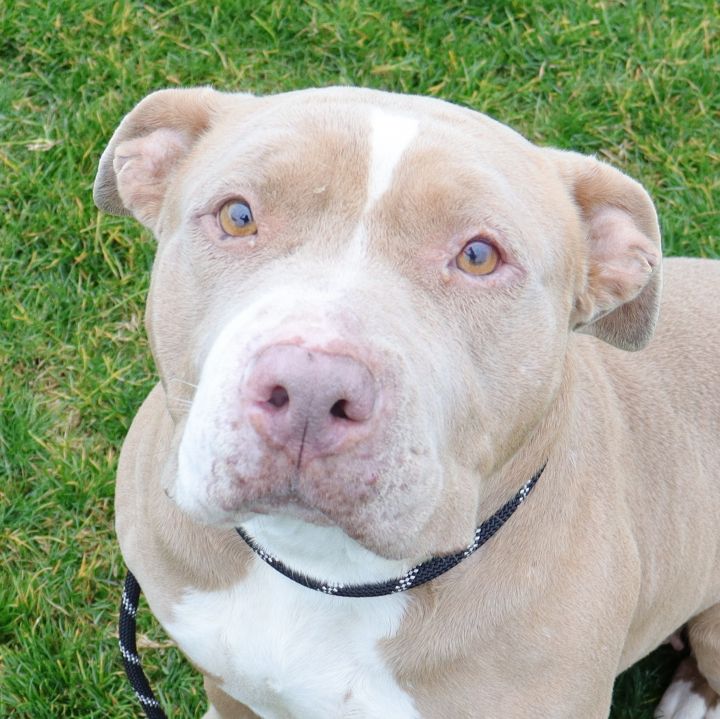 Carmen, an adopted Pit Bull Terrier in Clovis, CA_image-1