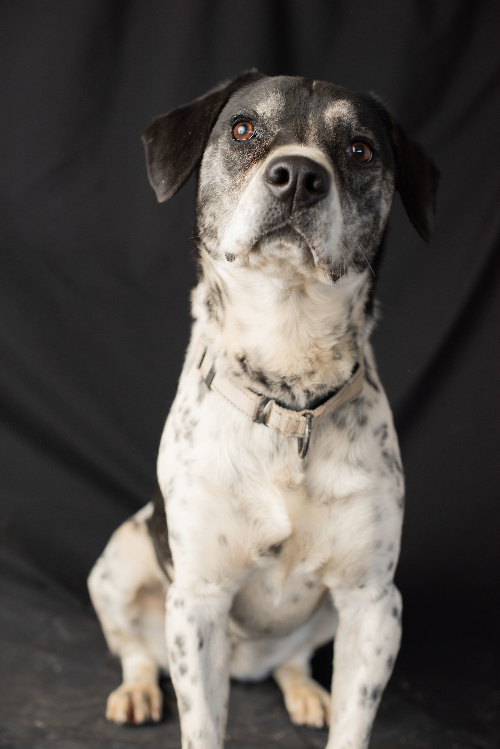 Cookie, an adoptable Basset Hound, Labrador Retriever in Yreka, CA, 96097 | Photo Image 1