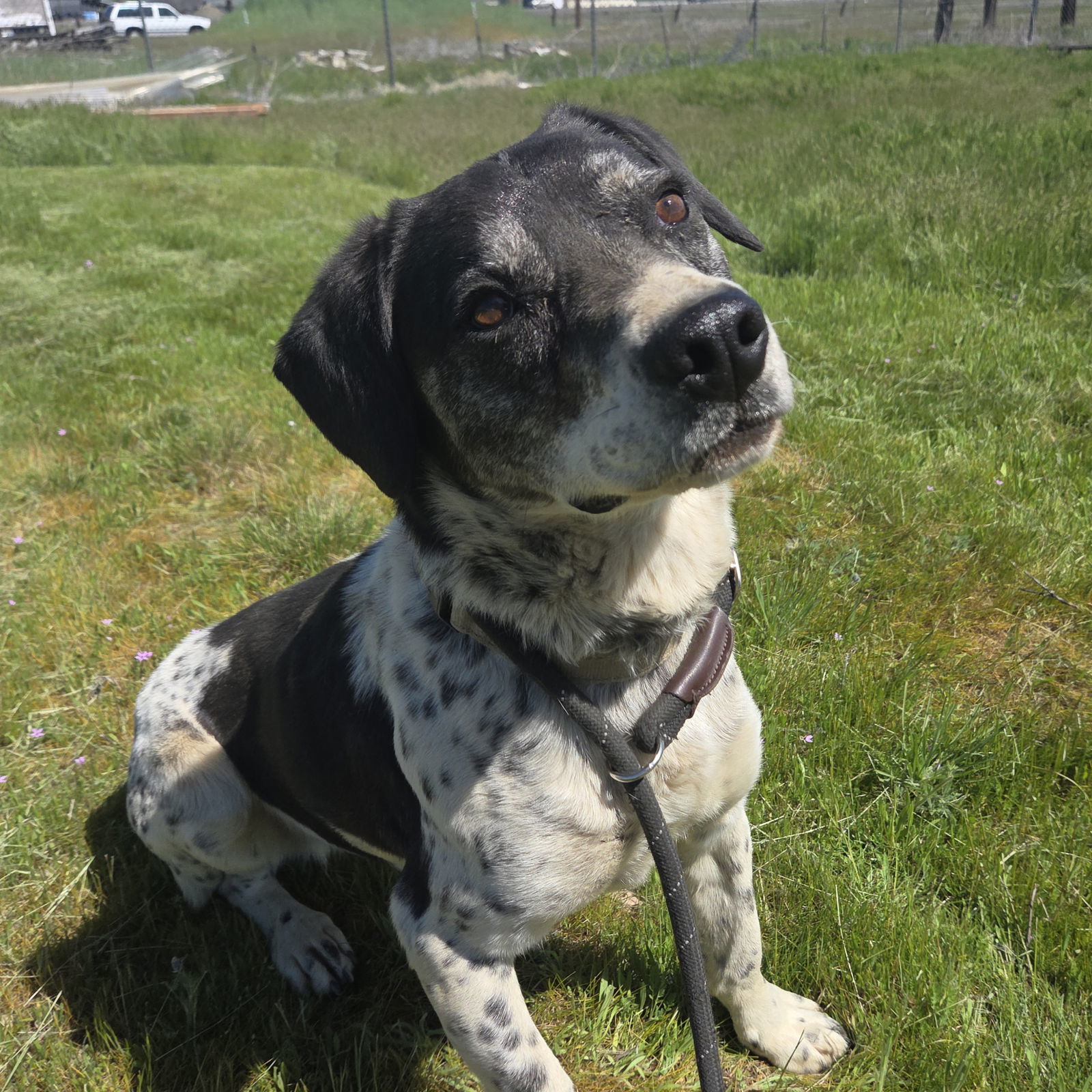 Cookie, an adoptable Basset Hound, Labrador Retriever in Yreka, CA, 96097 | Photo Image 1