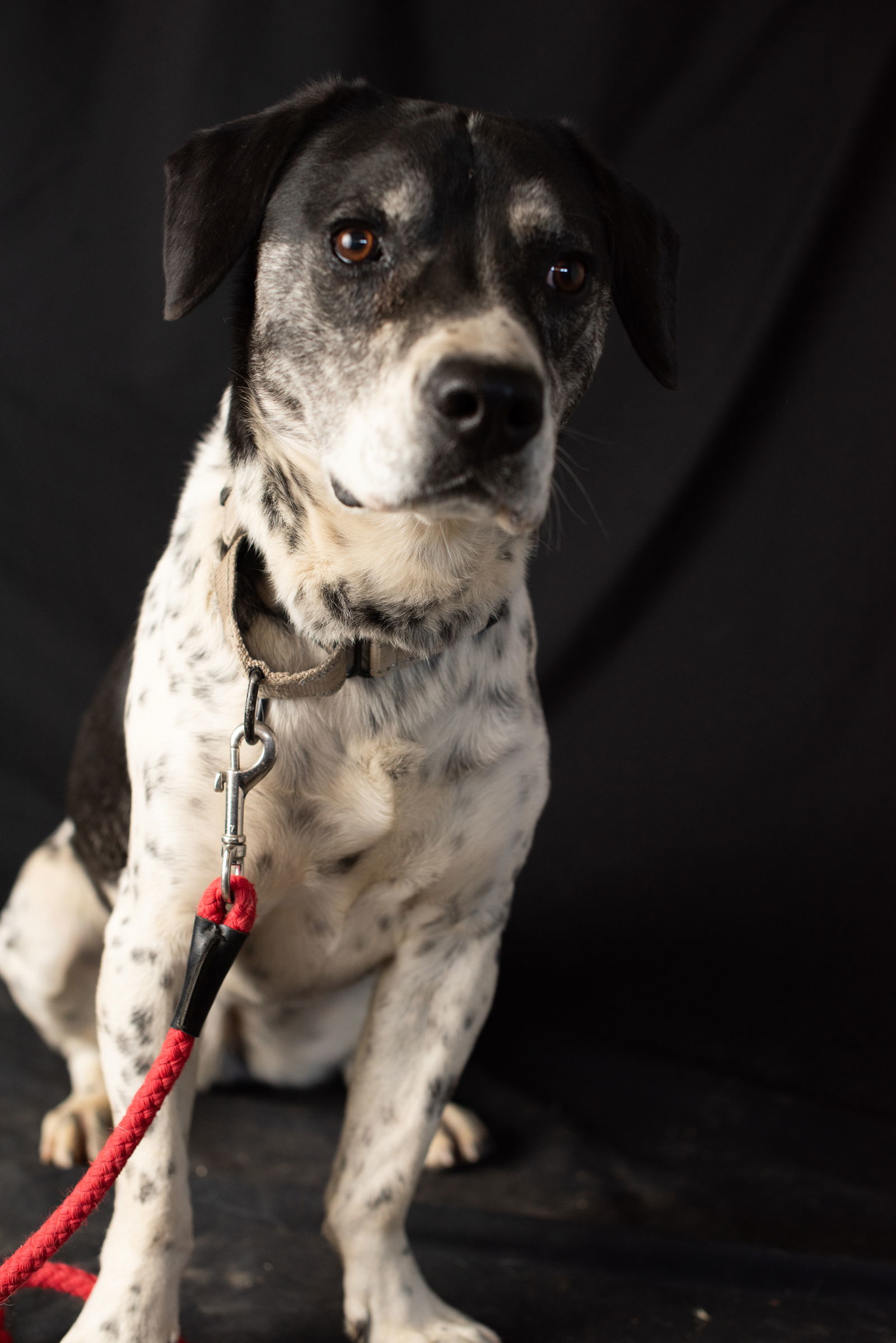 Cookie, an adoptable Basset Hound, Labrador Retriever in Yreka, CA, 96097 | Photo Image 2