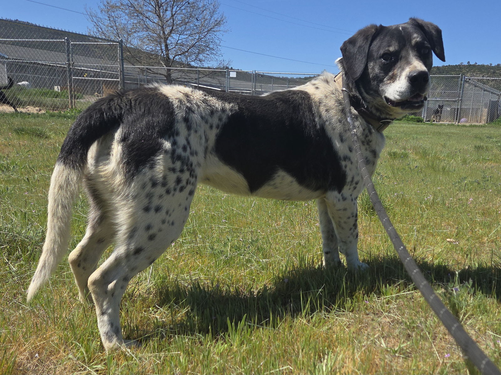 Cookie, an adoptable Basset Hound, Labrador Retriever in Yreka, CA, 96097 | Photo Image 2