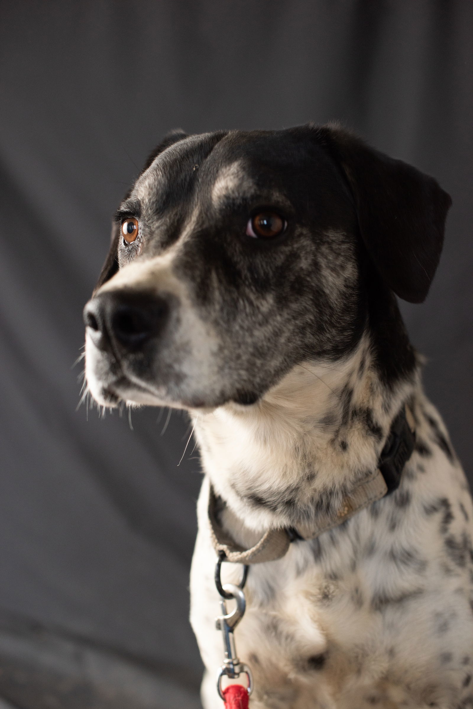 Cookie, an adoptable Basset Hound, Labrador Retriever in Yreka, CA, 96097 | Photo Image 3