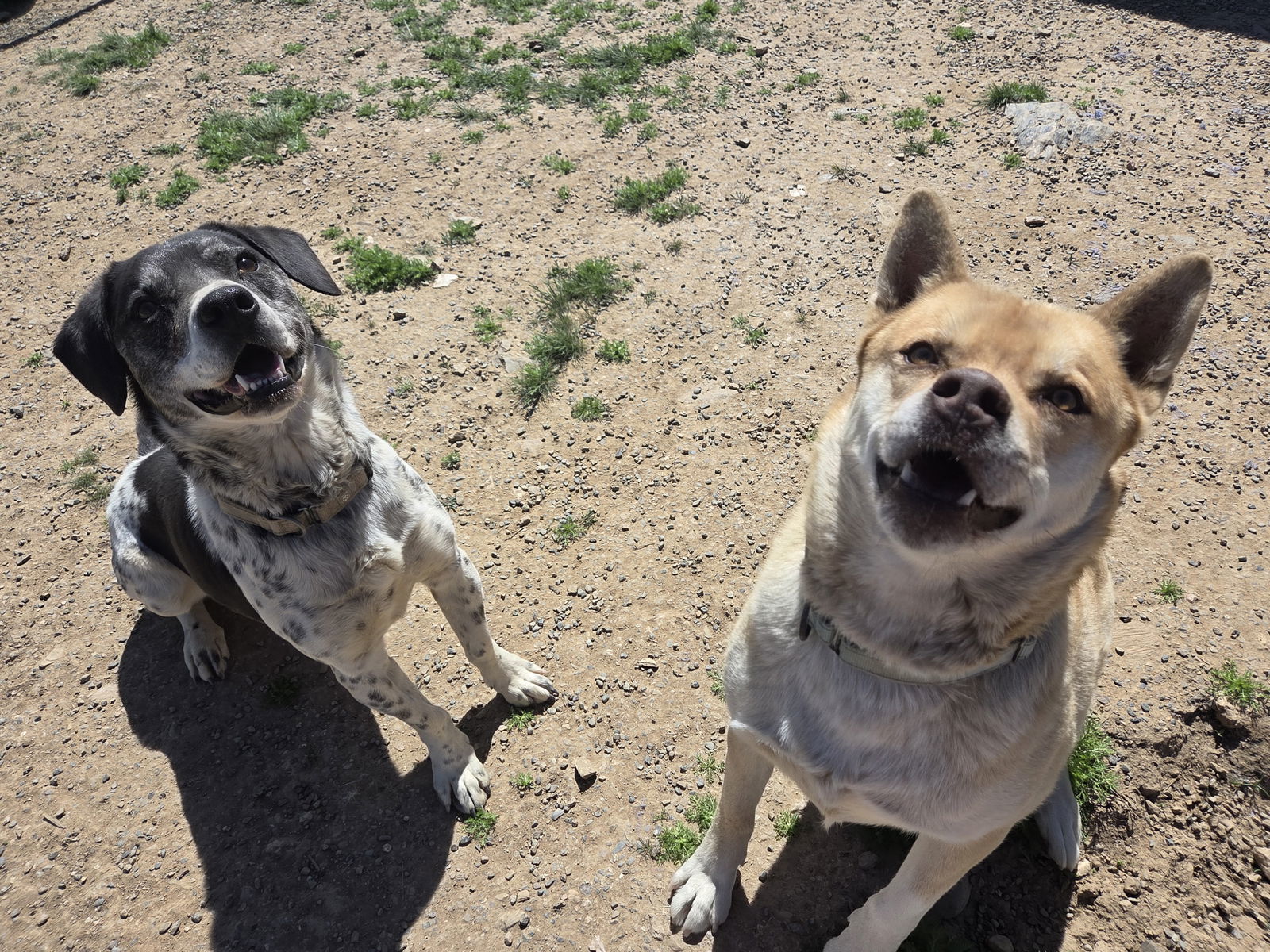 Cookie, an adoptable Basset Hound, Labrador Retriever in Yreka, CA, 96097 | Photo Image 3