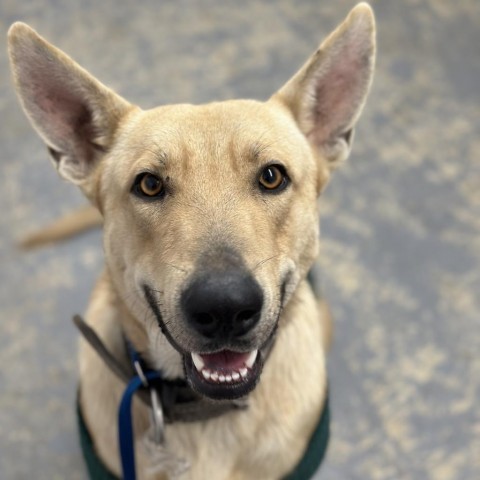 Cowboy, an adoptable Carolina Dog, Shepherd in Harlingen, TX, 78550 | Photo Image 1