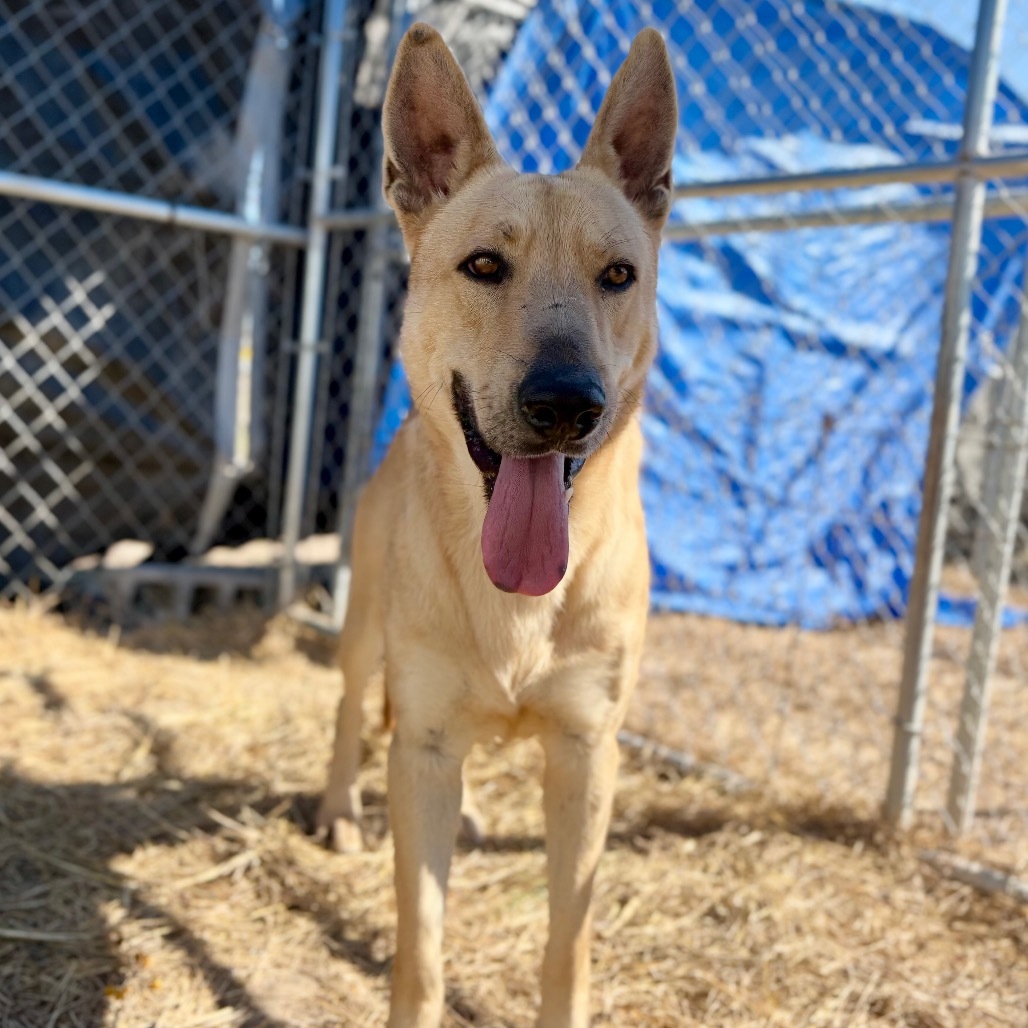 Cowboy, an adoptable Carolina Dog, Shepherd in Harlingen, TX, 78550 | Photo Image 1