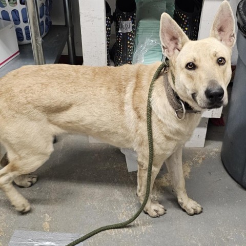 Cowboy, an adoptable Carolina Dog, Shepherd in Harlingen, TX, 78550 | Photo Image 2