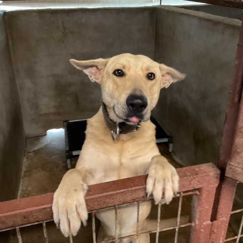 Cowboy, an adoptable Carolina Dog, Shepherd in Harlingen, TX, 78550 | Photo Image 3