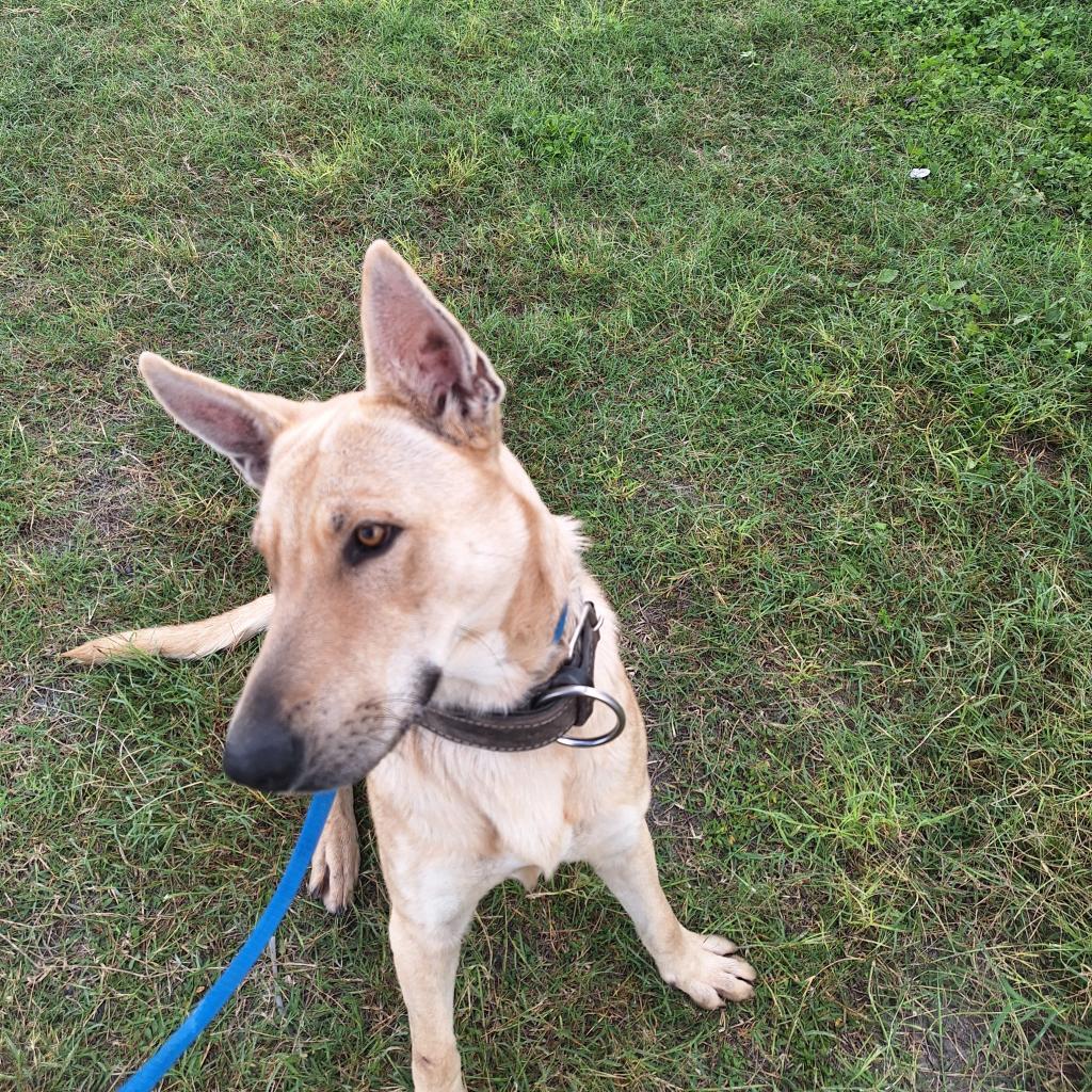 Cowboy, an adoptable Carolina Dog, Shepherd in Harlingen, TX, 78550 | Photo Image 3