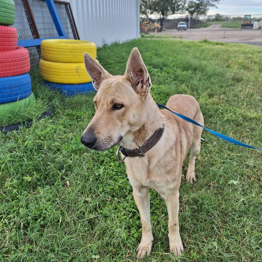 Cowboy, an adoptable Carolina Dog, Shepherd in Harlingen, TX, 78550 | Photo Image 4