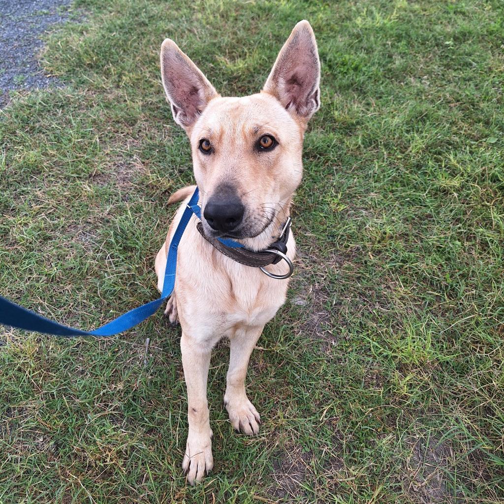 Cowboy, an adoptable Carolina Dog, Shepherd in Harlingen, TX, 78550 | Photo Image 5