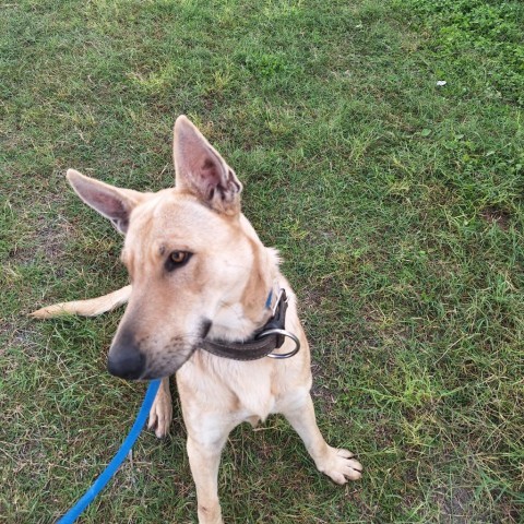 Cowboy, an adoptable Carolina Dog, Shepherd in Harlingen, TX, 78550 | Photo Image 6